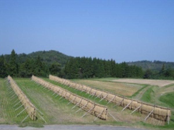 画像7: 充足感抜群 天空圃場の仁多米 井上さんちのコシヒカリ 5kg(7年産新米)【送料込み】