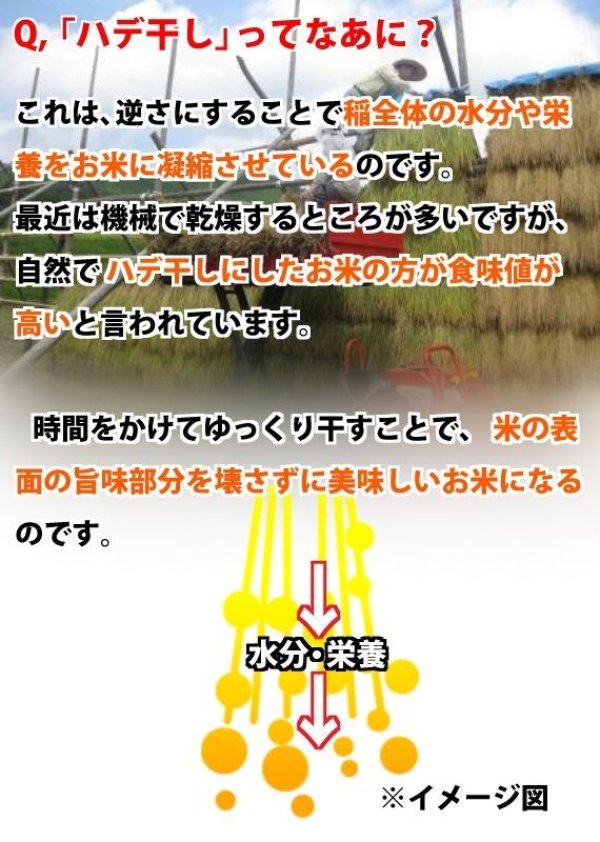 画像2: 天日干しでモチモチ食感 八幡さんちのコシヒカリ 5kg(５年産米)【送料込み】