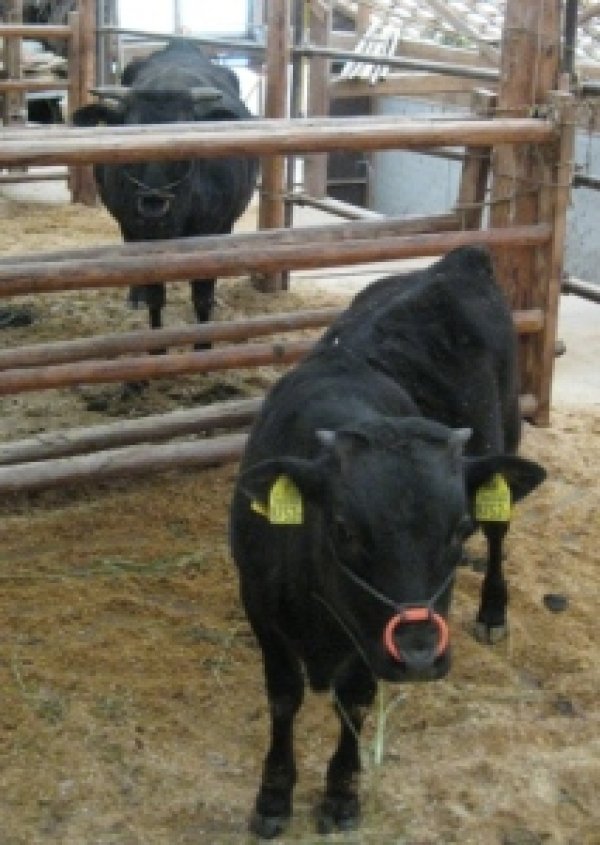 牛の堆肥を使っています