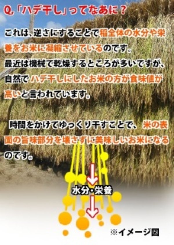 画像2: 充足感抜群 天空圃場の仁多米 井上さんちのコシヒカリ 5kg(５年産米）【送料込み】