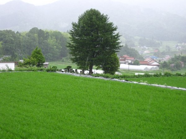 画像8: おかずを引き立てる旨みバランスの良いお米 荒川さんちのコシヒカリ 5kg(７年産新米) 【送料込み】　