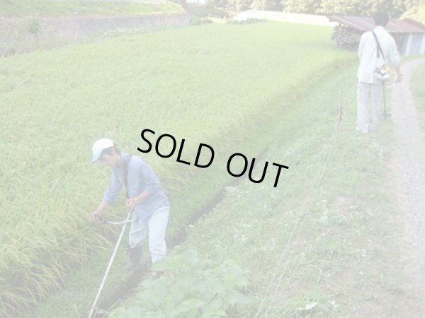 画像8: 天日干しでモチモチ食感  八幡さんちのコシヒカリ 10kg(６年産米) 【送料込み】