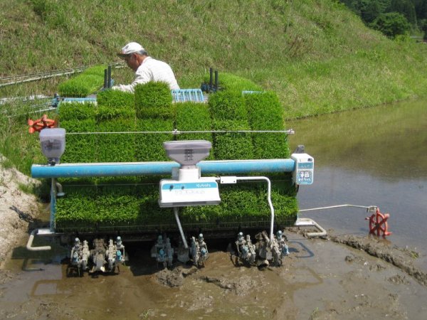 画像4: おかずを引き立てる　旨みバランスの良いお米 荒川さんちのコシヒカリ 10kg(７年産新米)【送料込み】