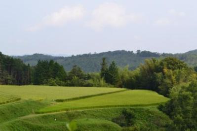 こだわり米の収穫間近！色鮮やかな天空の田んぼ