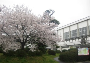 当店前、桜の花も満開！