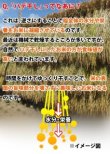 画像2: 充足感抜群 天空圃場の仁多米 井上さんちのコシヒカリ 5kg(５年産米）【送料込み】