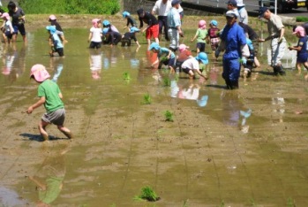 画像: 園児が田植え体験！