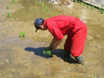 画像: 気合の入った田植え、最後は手植で実施！