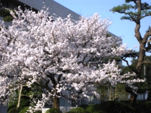 画像: 当店に花見にお出かけください！