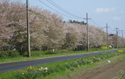 画像: 桜が終わり、一気に夏か？