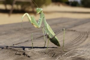 画像: 無農薬栽培野菜はカマキリのお陰？