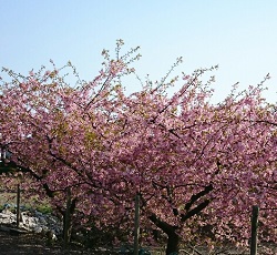 画像: どんな花が咲くか、我が家の春！