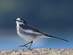 画像: 恋教え鳥？忙しいよ！