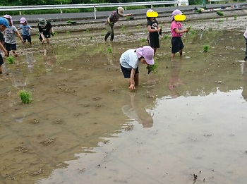 画像: 園児の田植え体験に八幡君圃場提供！