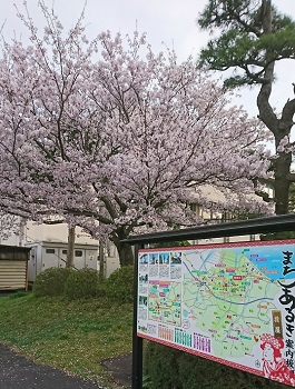 画像: 桜満開。当店は花見スポット！