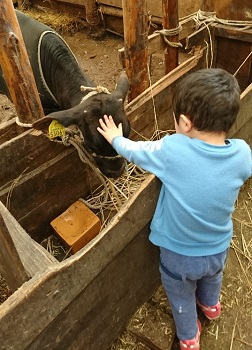 画像: 撫で可愛がり様、子牛誕生！